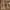 Aštriakvapė šalmabudė - Mycena stipata | Fotografijos autorius : Vidas Brazauskas | © Macrogamta.lt | Šis tinklapis priklauso bendruomenei kuri domisi makro fotografija ir fotografuoja gyvąjį makro pasaulį.