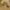 Aštriakvapė šalmabudė - Mycena stipata | Fotografijos autorius : Vidas Brazauskas | © Macrogamta.lt | Šis tinklapis priklauso bendruomenei kuri domisi makro fotografija ir fotografuoja gyvąjį makro pasaulį.
