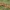 Šiurkščioji trapiabudė - Lacrymaria lacrymabunda  | Fotografijos autorius : Vidas Brazauskas | © Macrogamta.lt | Šis tinklapis priklauso bendruomenei kuri domisi makro fotografija ir fotografuoja gyvąjį makro pasaulį.