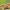 Šiurkščioji trapiabudė - Lacrymaria lacrymabunda  | Fotografijos autorius : Vidas Brazauskas | © Macrogamta.lt | Šis tinklapis priklauso bendruomenei kuri domisi makro fotografija ir fotografuoja gyvąjį makro pasaulį.
