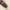 Grybvabalis - Mycetophagus fulvicollis ? | Fotografijos autorius : Vidas Brazauskas | © Macrogamta.lt | Šis tinklapis priklauso bendruomenei kuri domisi makro fotografija ir fotografuoja gyvąjį makro pasaulį.
