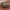 Gudobelinė skydblakė - Acanthosoma haemorrhoidale ♂ | Fotografijos autorius : Žilvinas Pūtys | © Macrogamta.lt | Šis tinklapis priklauso bendruomenei kuri domisi makro fotografija ir fotografuoja gyvąjį makro pasaulį.