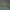 Guobinis pjūklelis - Aproceros leucopoda, lerva | Fotografijos autorius : Žilvinas Pūtys | © Macrogamta.lt | Šis tinklapis priklauso bendruomenei kuri domisi makro fotografija ir fotografuoja gyvąjį makro pasaulį.
