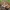 Nuosėdis - Cortinarius biformis | Fotografijos autorius : Gintautas Steiblys | © Macrogamta.lt | Šis tinklapis priklauso bendruomenei kuri domisi makro fotografija ir fotografuoja gyvąjį makro pasaulį.