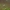 Gyslotinis dumblialaiškis – Alisma plantago-aquatica | Fotografijos autorius : Agnė Našlėnienė | © Macrogamta.lt | Šis tinklapis priklauso bendruomenei kuri domisi makro fotografija ir fotografuoja gyvąjį makro pasaulį.