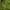 Gyslotinis dumblialaiškis - Alisma plantago-aquatica | Fotografijos autorius : Ramunė Vakarė | © Macrogamta.lt | Šis tinklapis priklauso bendruomenei kuri domisi makro fotografija ir fotografuoja gyvąjį makro pasaulį.