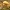 Cortinarius triumphans - Stambusis nuosėdis | Fotografijos autorius : Vytautas Gluoksnis | © Macrogamta.lt | Šis tinklapis priklauso bendruomenei kuri domisi makro fotografija ir fotografuoja gyvąjį makro pasaulį.