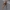 Juodasis maišuotis - Canephora hirsuta, vikšro namelis | Fotografijos autorius : Gediminas Gražulevičius | © Macronature.eu | Macro photography web site