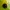 Azijinė boružė - Harmonia axyridis f. spectabilis | Fotografijos autorius : Vitalii Alekseev | © Macrogamta.lt | Šis tinklapis priklauso bendruomenei kuri domisi makro fotografija ir fotografuoja gyvąjį makro pasaulį.