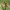 Žiedmusė - Myathropa florea | Fotografijos autorius : Gintautas Steiblys | © Macrogamta.lt | Šis tinklapis priklauso bendruomenei kuri domisi makro fotografija ir fotografuoja gyvąjį makro pasaulį.