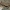 Iberinis gėlavandenis krabas - Potamon ibericum | Fotografijos autorius : Gintautas Steiblys | © Macronature.eu | Macro photography web site