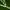 Ilgaūsė makštinė kandis - Nematopogon sp. | Fotografijos autorius : Žilvinas Pūtys | © Macrogamta.lt | Šis tinklapis priklauso bendruomenei kuri domisi makro fotografija ir fotografuoja gyvąjį makro pasaulį.
