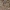Ilgaūsis pušiagraužis - Acanthocinus aedilis ♂ | Fotografijos autorius : Žilvinas Pūtys | © Macrogamta.lt | Šis tinklapis priklauso bendruomenei kuri domisi makro fotografija ir fotografuoja gyvąjį makro pasaulį.