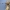 Ilgaūsis pušiagraužis - Acanthocinus aedilis | Fotografijos autorius : Agnė Našlėnienė | © Macrogamta.lt | Šis tinklapis priklauso bendruomenei kuri domisi makro fotografija ir fotografuoja gyvąjį makro pasaulį.