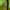 Ilgakojis uodas - Tipula autumnalis ♀ | Fotografijos autorius : Žilvinas Pūtys | © Macrogamta.lt | Šis tinklapis priklauso bendruomenei kuri domisi makro fotografija ir fotografuoja gyvąjį makro pasaulį.