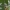 Ilgakojis uodas - Tipula tenuicornis ♂ | Fotografijos autorius : Žilvinas Pūtys | © Macrogamta.lt | Šis tinklapis priklauso bendruomenei kuri domisi makro fotografija ir fotografuoja gyvąjį makro pasaulį.