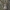 Ilgakojis virpūnėlis - Pholcus phalangioides | Fotografijos autorius : Gintautas Steiblys | © Macrogamta.lt | Šis tinklapis priklauso bendruomenei kuri domisi makro fotografija ir fotografuoja gyvąjį makro pasaulį.