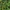 Ilgalapė viršenė - Monoon longifolia | Fotografijos autorius : Nomeda Vėlavičienė | © Macrogamta.lt | Šis tinklapis priklauso bendruomenei kuri domisi makro fotografija ir fotografuoja gyvąjį makro pasaulį.