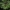 Ilgalapis vyrilis - Eurycoma longifolia | Fotografijos autorius : Nomeda Vėlavičienė | © Macrogamta.lt | Šis tinklapis priklauso bendruomenei kuri domisi makro fotografija ir fotografuoja gyvąjį makro pasaulį.
