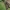 Ilgaliežuvis sfinksas - Macroglossum stellatarum | Fotografijos autorius : Gintautas Steiblys | © Macrogamta.lt | Šis tinklapis priklauso bendruomenei kuri domisi makro fotografija ir fotografuoja gyvąjį makro pasaulį.