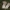 Ilgasis kukurdvelkis - Lycoperdon excipuliforme | Fotografijos autorius : Vytautas Gluoksnis | © Macrogamta.lt | Šis tinklapis priklauso bendruomenei kuri domisi makro fotografija ir fotografuoja gyvąjį makro pasaulį.