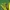 Ilgasis lapinukas - Phyllobius oblongus | Fotografijos autorius : Vidas Brazauskas | © Macrogamta.lt | Šis tinklapis priklauso bendruomenei kuri domisi makro fotografija ir fotografuoja gyvąjį makro pasaulį.