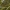 Ilgoji skorpionblakė - Ranatra linearis | Fotografijos autorius : Žilvinas Pūtys | © Macrogamta.lt | Šis tinklapis priklauso bendruomenei kuri domisi makro fotografija ir fotografuoja gyvąjį makro pasaulį.