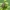 Juostelinė skydblakė - Graphosoma italicum, nimfa | Fotografijos autorius : Vidas Brazauskas | © Macronature.eu | Macro photography web site