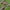 Japoninis svarainis | Maule's quince | Chaenomeles japonica | Fotografijos autorius : Darius Baužys | © Macrogamta.lt | Šis tinklapis priklauso bendruomenei kuri domisi makro fotografija ir fotografuoja gyvąjį makro pasaulį.