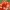 Japoninis svarainis - Chaenomeles japonica | Fotografijos autorius : Gintautas Steiblys | © Macrogamta.lt | Šis tinklapis priklauso bendruomenei kuri domisi makro fotografija ir fotografuoja gyvąjį makro pasaulį.