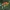 Japoninis svarainis - Chaenomeles japonica | Fotografijos autorius : Vidas Brazauskas | © Macrogamta.lt | Šis tinklapis priklauso bendruomenei kuri domisi makro fotografija ir fotografuoja gyvąjį makro pasaulį.