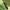 Keturtaškis blizgiavabalis - Anthaxia quadripunctata | Fotografijos autorius : Vidas Brazauskas | © Macrogamta.lt | Šis tinklapis priklauso bendruomenei kuri domisi makro fotografija ir fotografuoja gyvąjį makro pasaulį.