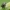 Keturtaškis blizgiavabalis - Anthaxia quadripunctata | Fotografijos autorius : Vidas Brazauskas | © Macrogamta.lt | Šis tinklapis priklauso bendruomenei kuri domisi makro fotografija ir fotografuoja gyvąjį makro pasaulį.
