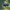 Jonažolinis paslėptagalvis - Cryptocephalus moraei ♂ | Fotografijos autorius : Žilvinas Pūtys | © Macrogamta.lt | Šis tinklapis priklauso bendruomenei kuri domisi makro fotografija ir fotografuoja gyvąjį makro pasaulį.