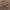 Jumping bristletail - Silvestrichilis trispina | Fotografijos autorius : Žilvinas Pūtys | © Macrogamta.lt | Šis tinklapis priklauso bendruomenei kuri domisi makro fotografija ir fotografuoja gyvąjį makro pasaulį.