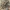 Žievinis dėmėtšoklis - Attulus terebratus ♀ | Fotografijos autorius : Gintautas Steiblys | © Macronature.eu | Macro photography web site