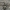 Žievinis dėmėtšoklis - Attulus terebratus ♂ | Fotografijos autorius : Gintautas Steiblys | © Macronature.eu | Macro photography web site
