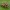 Blizgantysis musėgaudis - Evarcha falcata ♀ | Fotografijos autorius : Žilvinas Pūtys | © Macronature.eu | Macro photography web site