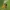 Juodabuožis storgalvis - Thymelicus lineola | Fotografijos autorius : Vidas Brazauskas | © Macrogamta.lt | Šis tinklapis priklauso bendruomenei kuri domisi makro fotografija ir fotografuoja gyvąjį makro pasaulį.