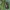 Juodagalvė ilgaūsė makštinė kandis - Cauchas rufimitrella ♀ | Fotografijos autorius : Žilvinas Pūtys | © Macrogamta.lt | Šis tinklapis priklauso bendruomenei kuri domisi makro fotografija ir fotografuoja gyvąjį makro pasaulį.