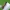 Juodagalvė ilgaūsė makštinė kandis - Cauchas rufimitrella | Fotografijos autorius : Vidas Brazauskas | © Macrogamta.lt | Šis tinklapis priklauso bendruomenei kuri domisi makro fotografija ir fotografuoja gyvąjį makro pasaulį.