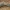 Juodagalvis dirvašliužis - Krynickillus melanocephalus | Fotografijos autorius : Žilvinas Pūtys | © Macrogamta.lt | Šis tinklapis priklauso bendruomenei kuri domisi makro fotografija ir fotografuoja gyvąjį makro pasaulį.