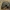 Juodagalvis dirvašliužis - Krynickillus melanocephalus | Fotografijos autorius : Žilvinas Pūtys | © Macrogamta.lt | Šis tinklapis priklauso bendruomenei kuri domisi makro fotografija ir fotografuoja gyvąjį makro pasaulį.