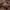 Juodagalvis kelmaspragšis - Ampedus balteatus | Fotografijos autorius : Žilvinas Pūtys | © Macrogamta.lt | Šis tinklapis priklauso bendruomenei kuri domisi makro fotografija ir fotografuoja gyvąjį makro pasaulį.