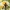 Juodalksninis stiklasparnis - Synanthedon mesiaeformis | Fotografijos autorius : Ramunė Vakarė | © Macrogamta.lt | Šis tinklapis priklauso bendruomenei kuri domisi makro fotografija ir fotografuoja gyvąjį makro pasaulį.
