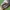 Juodasis šimtakojis - Ommatoiulus sabulosus | Fotografijos autorius : Darius Baužys | © Macrogamta.lt | Šis tinklapis priklauso bendruomenei kuri domisi makro fotografija ir fotografuoja gyvąjį makro pasaulį.
