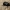 Juodasis duobkasys - Nicrophorus humator | Fotografijos autorius : Vitalii Alekseev | © Macrogamta.lt | Šis tinklapis priklauso bendruomenei kuri domisi makro fotografija ir fotografuoja gyvąjį makro pasaulį.