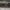Juodasis galvenis - Aspergillus niger | Fotografijos autorius : Gintautas Steiblys | © Macrogamta.lt | Šis tinklapis priklauso bendruomenei kuri domisi makro fotografija ir fotografuoja gyvąjį makro pasaulį.
