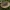 Juodasis grūzdas - Lactarius turpis | Fotografijos autorius : Žilvinas Pūtys | © Macrogamta.lt | Šis tinklapis priklauso bendruomenei kuri domisi makro fotografija ir fotografuoja gyvąjį makro pasaulį.