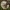 Juodasis grūzdas - Lactarius turpis | Fotografijos autorius : Žilvinas Pūtys | © Macrogamta.lt | Šis tinklapis priklauso bendruomenei kuri domisi makro fotografija ir fotografuoja gyvąjį makro pasaulį.